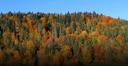 Herbstwald in den Gorgany