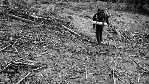 Zwei Tage nahmen sie die Folgen der massiven Abholzung auf – Kahlschlag dort, wo einmal Wald war.