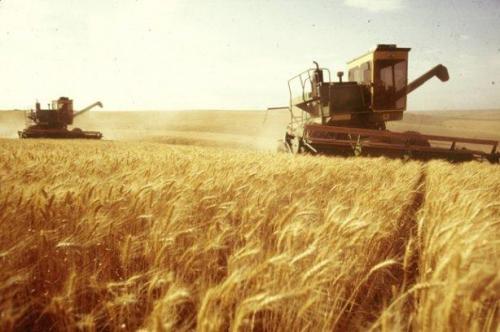 Der Getreidemarkt: Neue Ernte, alte Probleme